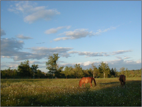 Horses in the pasture where they belong.