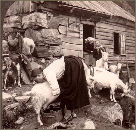 Hardanger Fjord Norway Milking Goats Near Odde 1903 (from a Singley Keystone Stereoview)