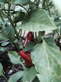 JS peppers