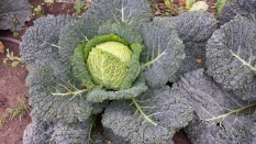 orn cabbage renae