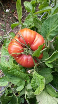 Renae tomato