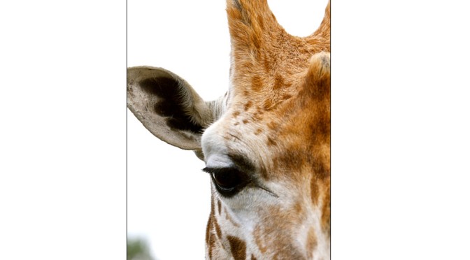 Half a Giraffe